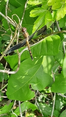 Erythrodiplax funerea