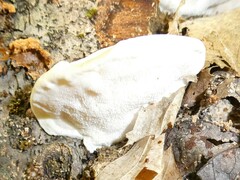 Fuscopostia fragilis