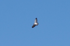 Geranoaetus polyosoma