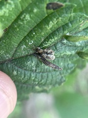 Pseudoedophrys hilleri