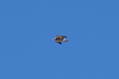 Geranoaetus polyosoma