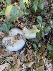 Agaricus arvensis