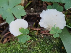 Pseudohydnum gelatinosum