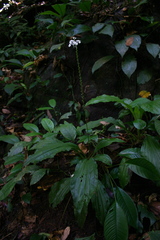 Calanthe zollingeri