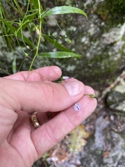 Campanula divaricata