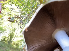 Agaricus arvensis