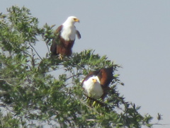 Haliaeetus vocifer