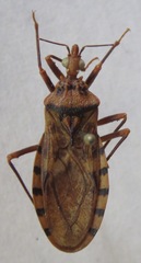 Panstrongylus geniculatus