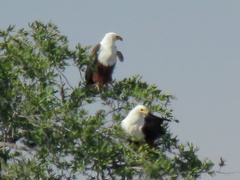 Haliaeetus vocifer