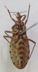 Panstrongylus geniculatus