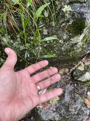 Campanula divaricata