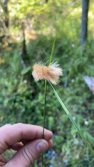 Eriophorum virginicum