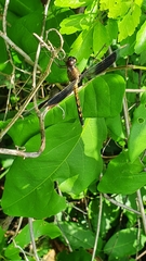 Erythrodiplax funerea