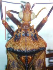 Panstrongylus geniculatus