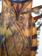Panstrongylus geniculatus