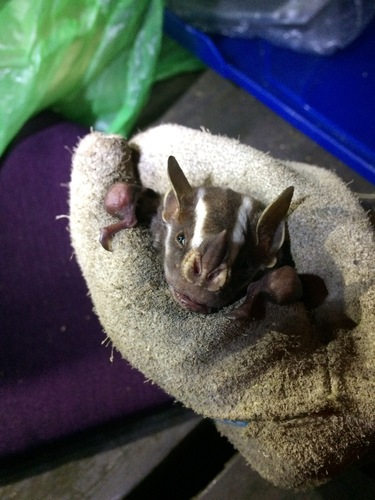 Vampyrodes major