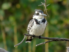 Ceryle rudis rudis