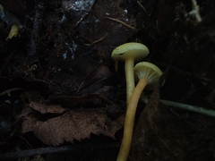 Hygrocybe ceracea