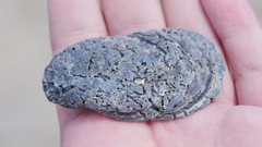 Crassostrea virginica