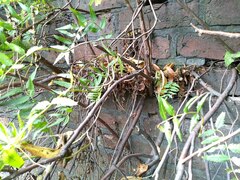 Sorbaria sorbifolia