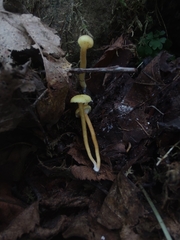 Hygrocybe ceracea