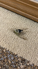 Neotibicen pruinosus