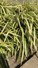 Liriope muscari