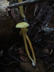 Hygrocybe ceracea