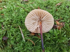 Marasmius torquescens