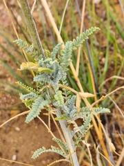 Astragalus brauntonii