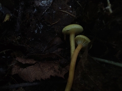 Hygrocybe ceracea