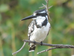 Ceryle rudis rudis
