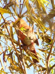 Haemorhous purpureus