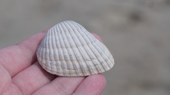 Noetia ponderosa