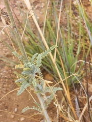 Astragalus brauntonii