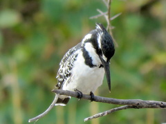 Ceryle rudis rudis