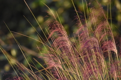 Muhlenbergia