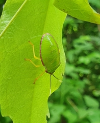 Chlorocoris distinctus