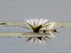 Nymphaea lotus