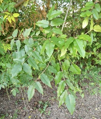 Zanthoxylum clava-herculis