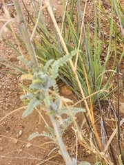 Astragalus brauntonii