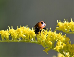Hippodamia glacialis