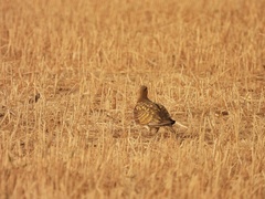 Pterocles alchata