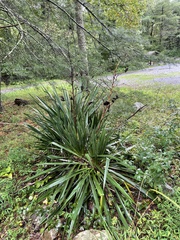 Yucca filamentosa