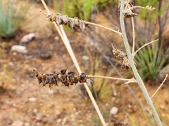 Astragalus brauntonii