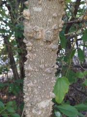 Zanthoxylum clava-herculis