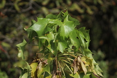 Pittocaulon praecox
