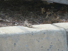 Sceloporus occidentalis bocourtii