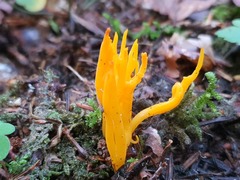 Calocera viscosa