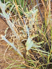Astragalus brauntonii